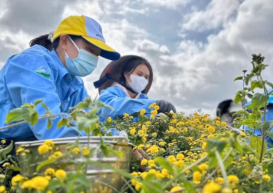 Sản xuất trà hoa cúc tại Công ty TNHH Dược thảo LiLa (phường An Bình). Ảnh: V.T