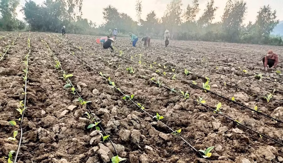 Người dân xã ia Rsai thu hoạch mía của gia đình.