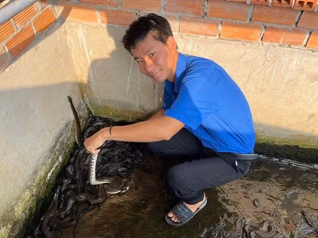 Anh Cường đã xây dựng 30 bể xi măng, 15 vèo lưới dưới ao để nuôi rắn ri cá. ẢNH: THANH DUY