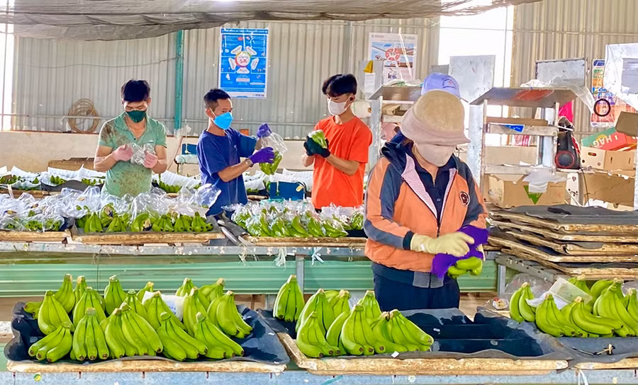 1-dong-goi-chuoi-thuong-pham-de-xuat-khau-tai-nha-may-che-bien-hoa-qua-cua-cong-ty-co-phan-chan-nuoi-gia-lai-xa-lo-pang-huyen-mang-yang-anh-ha-duy-9841.jpg
