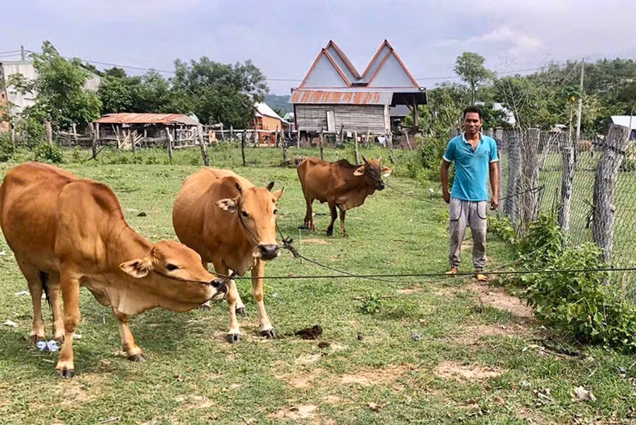 3them-nam-2024-tu-cac-chuong-trinh-mtqg-xa-ia-rsai-da-trien-khai-ho-tro-177-con-bo-cho-52-ho-ngheo-can-ngheo-de-phat-trien-kinh-te-965.jpg