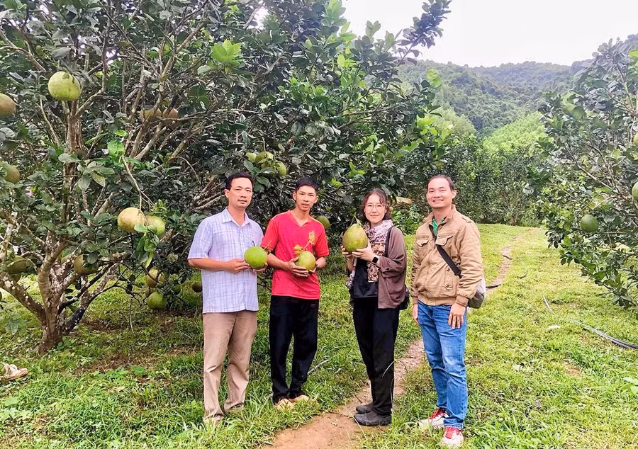 Mô hình trồng bưởi hữu cơ của gia đình ông Trần Đức Trạng (xã Kim Sơn) được các hộ tới tham quan, học hỏi kinh nghiệm. Ảnh: Hải Yến