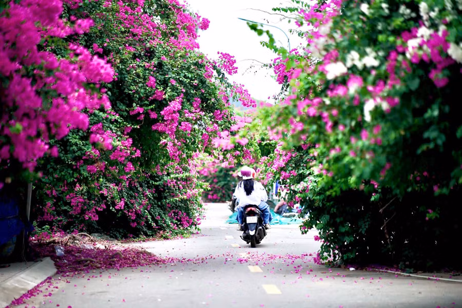 Dưới nắng hè, nhiều tuyến phố tại TP. Nha Trang như được khoác lên mình tấm áo rực rỡ bởi những giàn hoa giấy đủ màu sắc đang thi nhau bung nở.