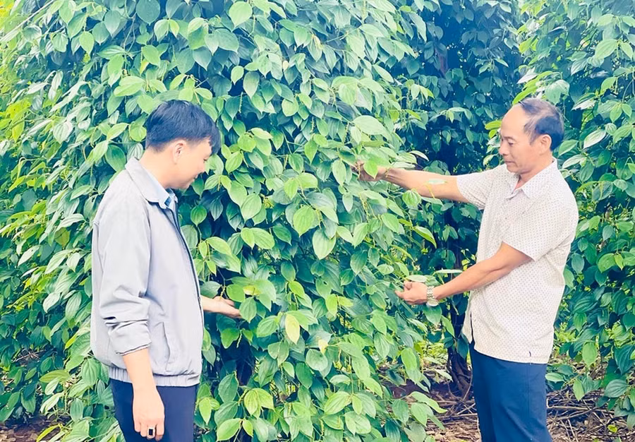 2tong-le-hung-huan-ben-phai-thon-an-dien-xa-ia-blang-la-mot-trong-nhung-ho-tien-phong-trong-ho-tieu-theo-tieu-chuan-vietgap-o-huyen-chu-seanh-mk.jpg