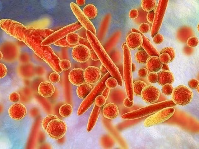 who-bac-thong-tin-ve-virus-la-gay-trieu-chung-ho-ra-mau-o-ngadd.jpg