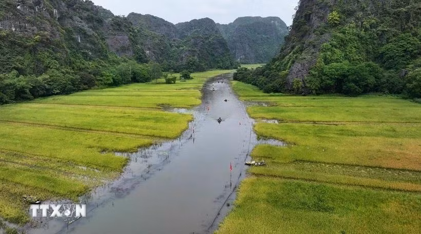 ket-tinh-nong-nghiep-du-lich-moi-khi-mua-vang-den-tren-canh-dong-tam-coc-dd.jpg
