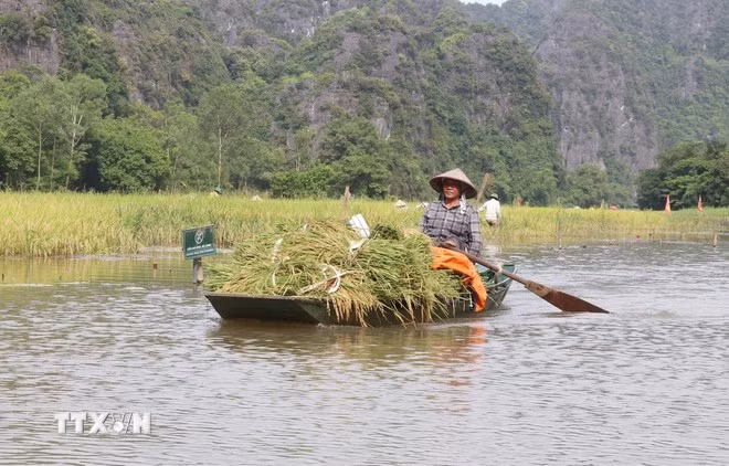 Ngồi đò lướt trên sông Ngô Đồng ngắm đồng ruộng mùa lúa chín và người dân tất bật thu hoạch là một trải nghiệm vô cùng thú vị, hấp dẫn đối với du khách. Ảnh: Thùy Dung/TTXVN