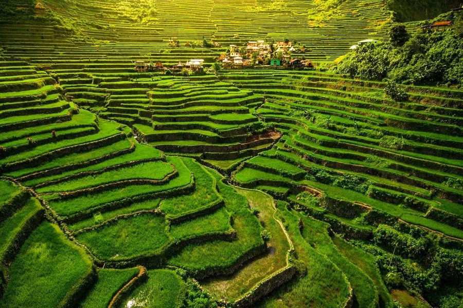 Mở rộng như một đấu trường xanh mướt, các thửa ruộng bậc thang 2.000 năm tuổi của Batad vươn lên đối xứng hoàn hảo, được khắc sâu vào những nếp gấp dốc đứng của dãy núi Cordillera.