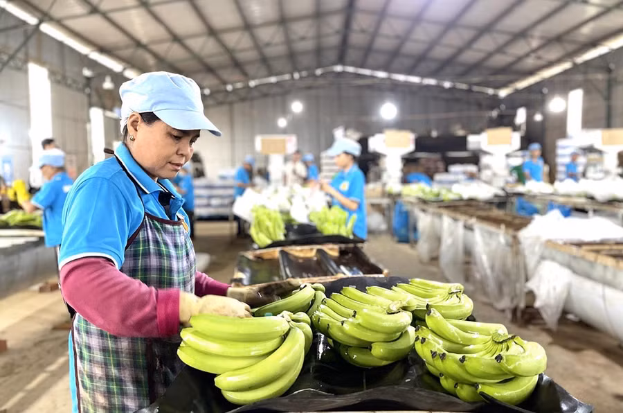 Sơ chế đóng gói chuối xuất khẩu tại Công ty Cổ phần Chăn nuôi Gia Lai (xã Lơ Pang). Ảnh: Vũ Thảo