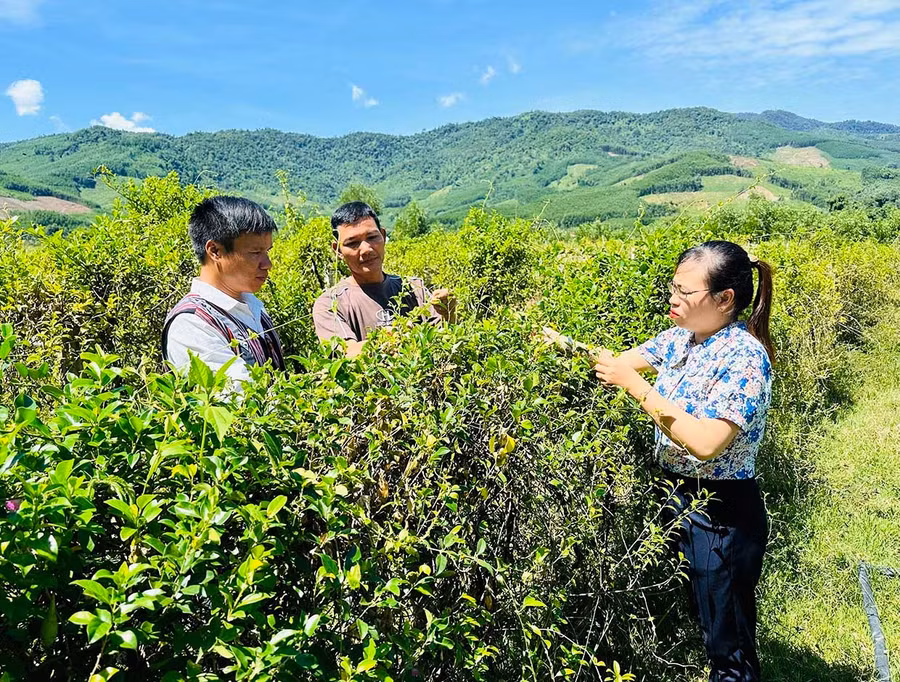 Ông Đinh Văn Hâm (ở giữa) giới thiệu với các đảng viên Chi bộ thôn 2 An Dũng về hiệu quả của Dự án liên kết trồng cây thìa canh mang lại. Ảnh: Duy Đăng