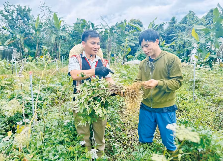 Cán bộ Hợp tác xã Nông dược và Dịch vụ tổng hợp An Toàn hướng dẫn anh Đinh Văn Lâm (bìa trái) cách chăm sóc, phòng trị bệnh cho cây đương quy. Ảnh: D.Đ