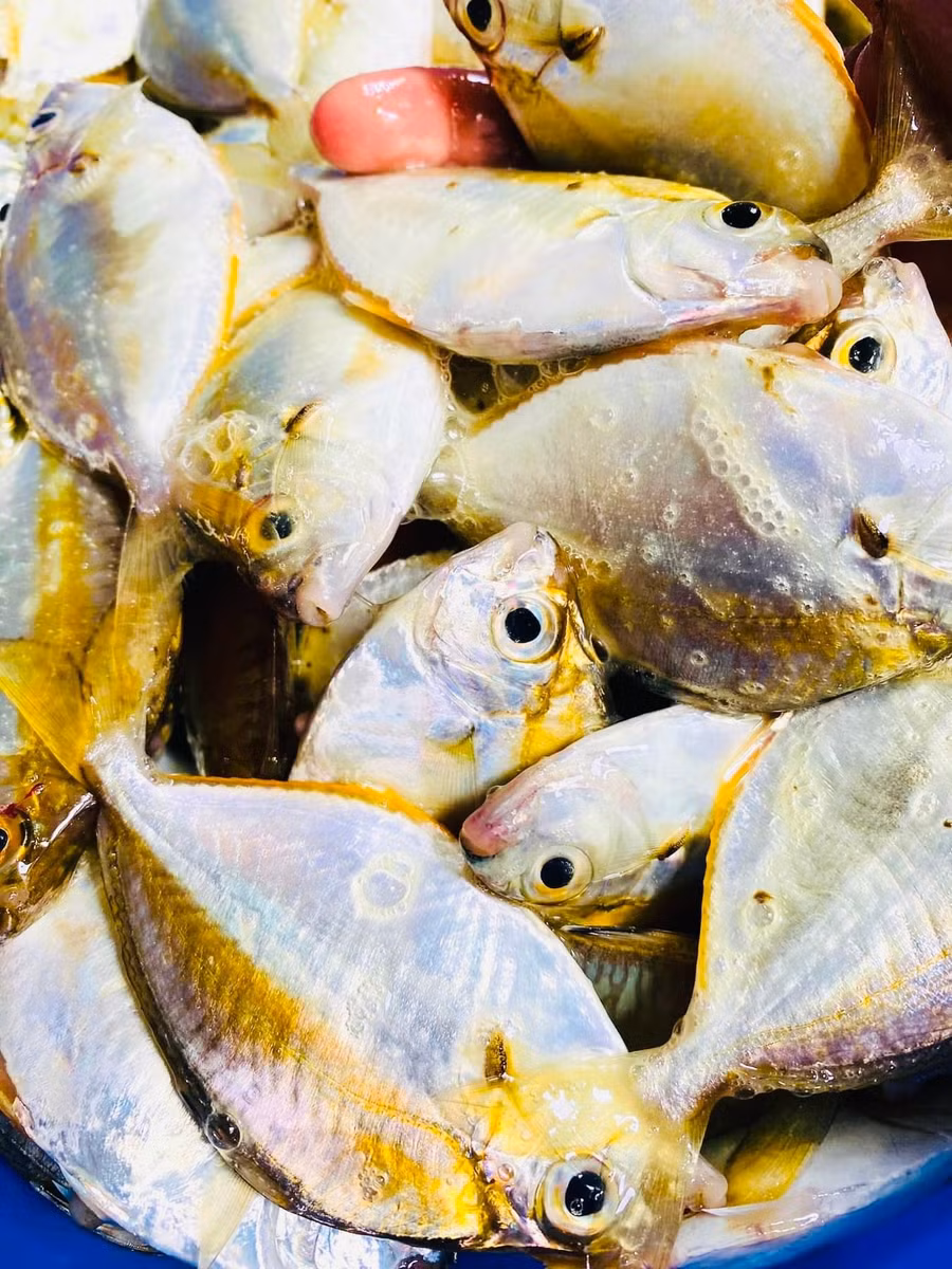 Loài cá này được đánh bắt gần bờ.