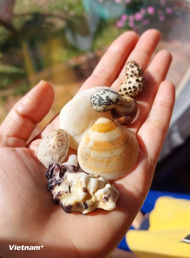 Em bé Hà Nội thích thú trải nghiệm "thú cưng" trên đảo Quan Lạn. (Ảnh: Minh Thu/Vietnam+)