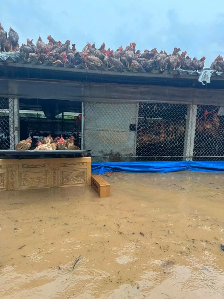 Một trang trại nuôi gà xã Bình Sơn, TP.Sông Công ngập lụt sau đêm mưa lớn, người dân không kịp sơ tán tài sản. ẢNH: P.H