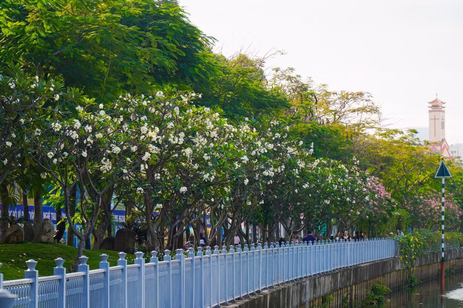 Hoa sứ dọc 2 bên đường Hoàng Sa, Trường Sa đang bung nở tuyệt đẹp. ẢNH: PHAN HƯƠNG