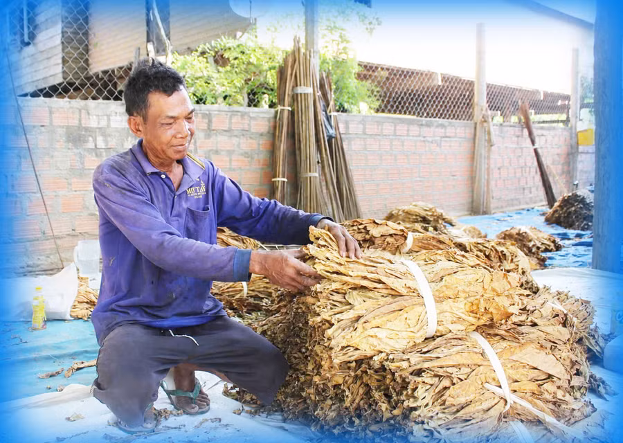 Mặc dù bị thiệt hại nặng nề do mưa lũ nhưng ông Ksor Thiêm vẫn cố gắng làm ăn, gầy dựng lại cuộc sống. Ảnh: Vũ Chi