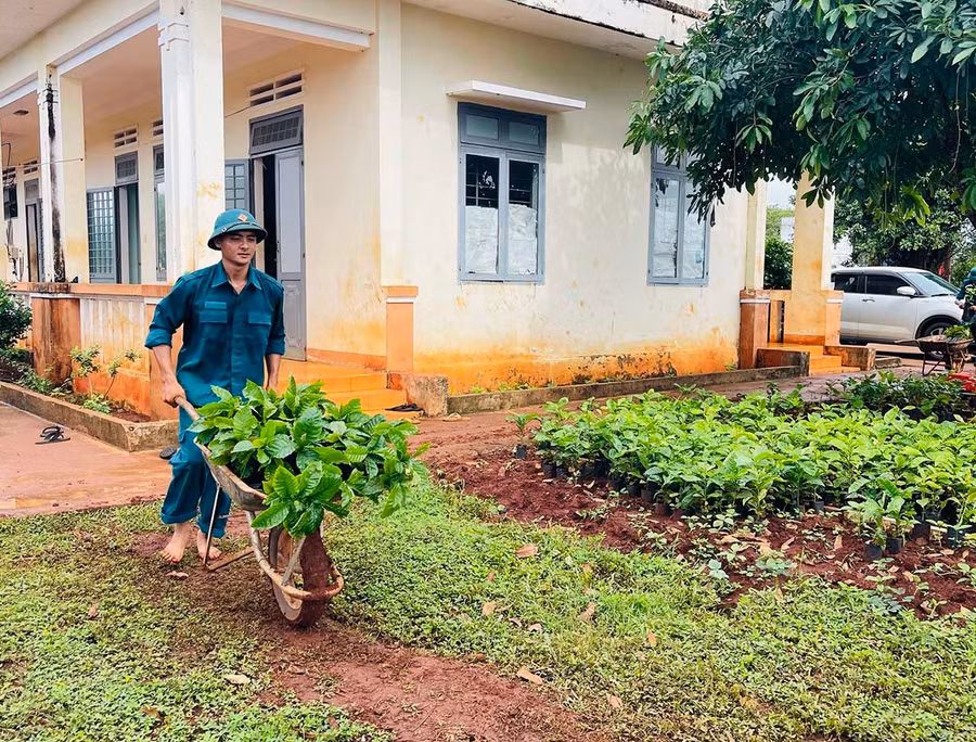 Lực lượng dân quân vận chuyển từng cây giống đến khu vực trồng cây. Ảnh: P.D