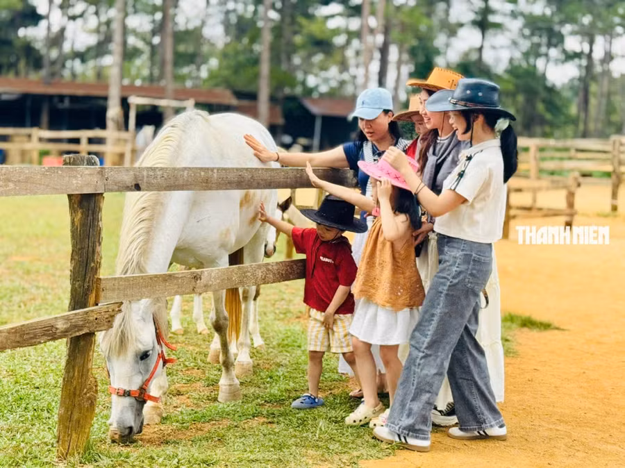 Du khách dẫn con đến trại ngựa Măng Đen để trải nghiệm. ẢNH: HẢI PHONG