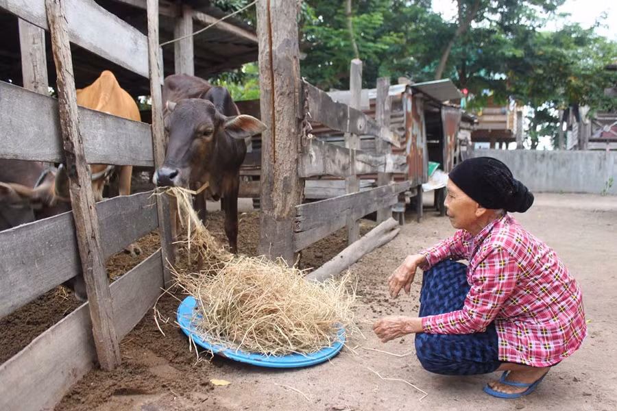 Bà Nay H’Loát (buôn H’Liếp, xã Ia Sao) là một trong số những hộ tiên phong ở địa phương di dời chuồng bò ra khỏi gầm nhà sàn. Ảnh: Vũ Chi