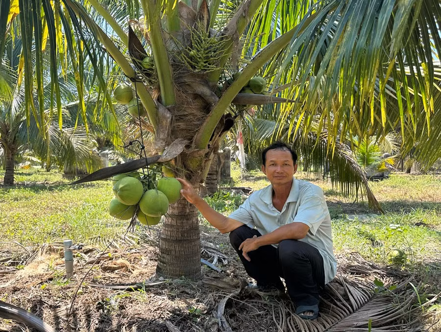 Người dân xã Hòa Hội chăm sóc dừa theo hướng hữu cơ. Ảnh: Hồng Thương