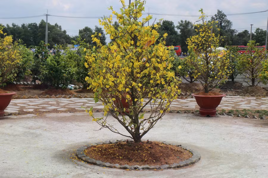 Một cây mai bung hoa vàng rực rỡ tại khu trưng bày. ẢNH: THÚY LIỄU
