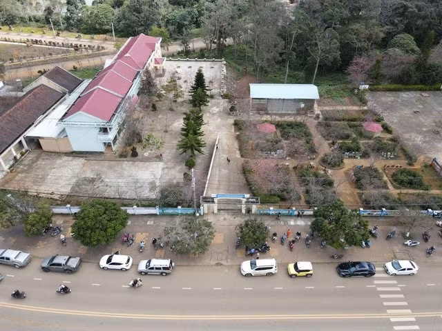 Du khách xếp hàng dài để dừng lại ngắm hoa mai anh đào