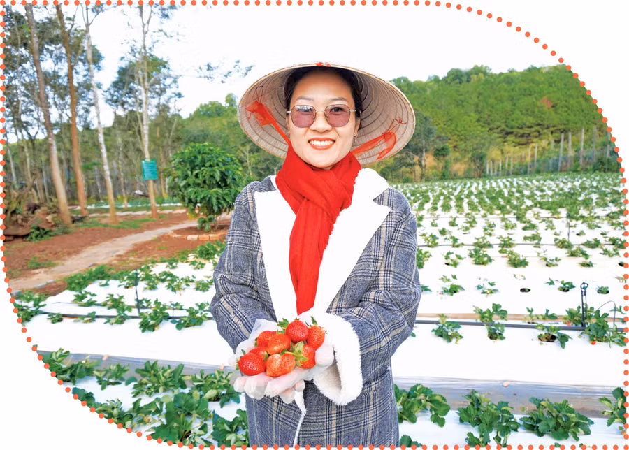 Chị Trần Thị Xuân, chủ Vườn dâu tây Nhà Gấu, giới thiệu về những trái dâu tây đầu mùa chín mọng, đậm vị. Ảnh: Sơn Ca
