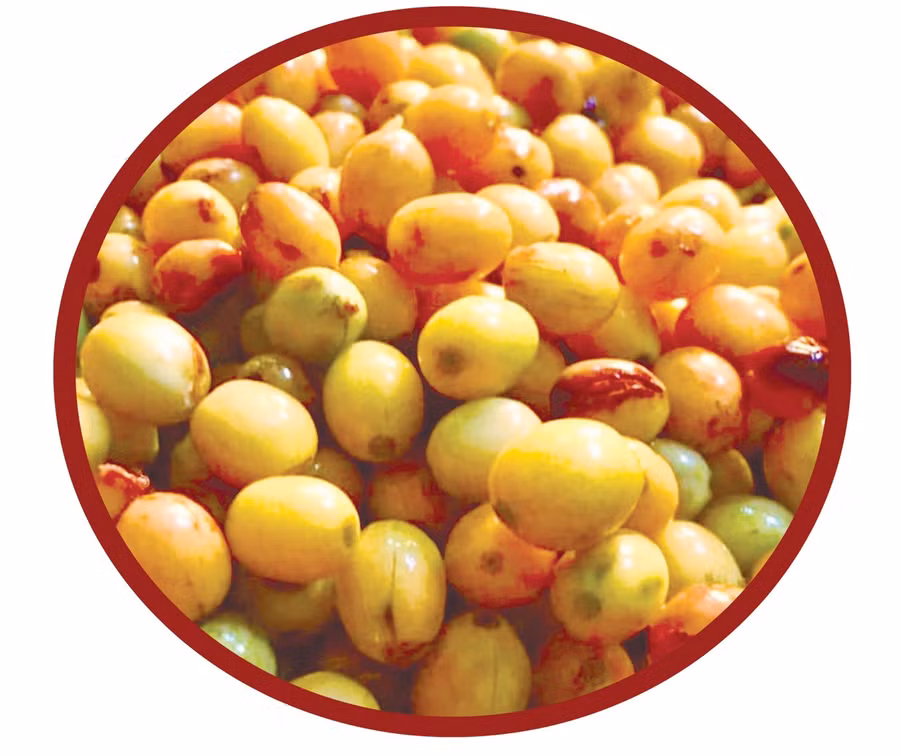 tim-lai-huong-ca-phe-xua-3.jpg