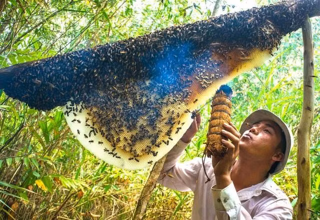 Anh Khanh khai thác mật ong lấy mật trong khu rừng tràm do gia đình canh tác. ẢNH: G.B