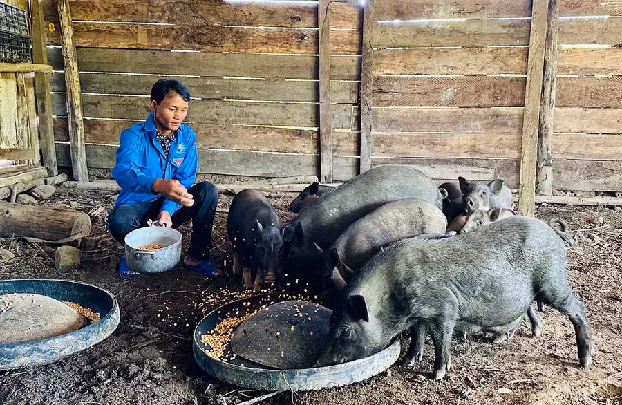 Được hỗ trợ vay vốn chính sách, anh Đinh Văn Điu (xã Kim Sơn) đã xây dựng thành công mô hình chăn nuôi tổng hợp, mang lại hiệu quả kinh tế cao. Ảnh: D.Đ