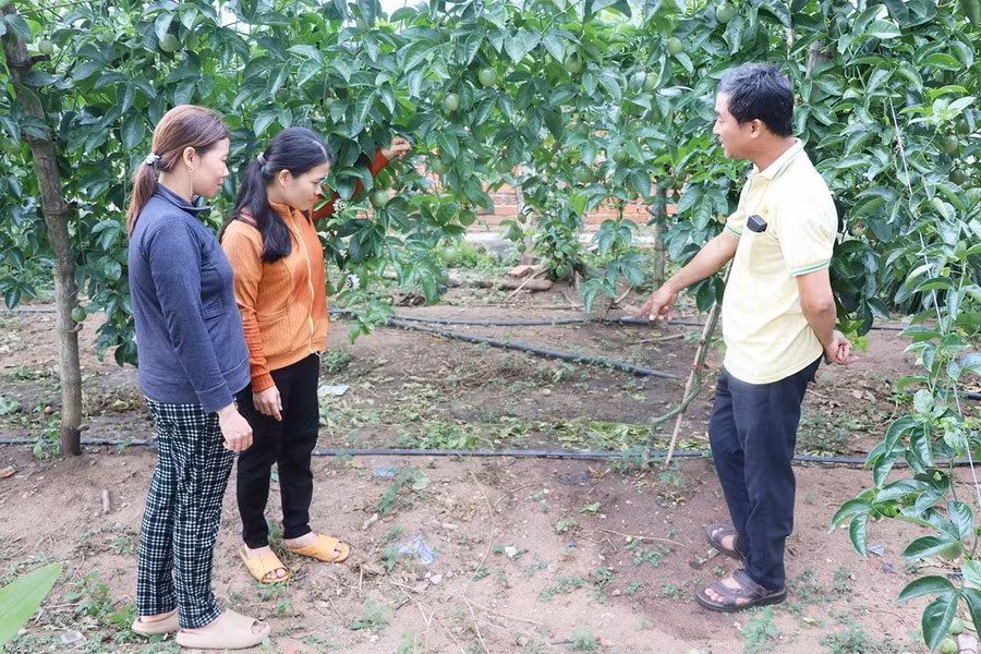 nang-cao-hieu-qua-kinh-te-nho-ap-dung-cong-nghe-tuoi-tien-tien-bg-2961-3908.jpg