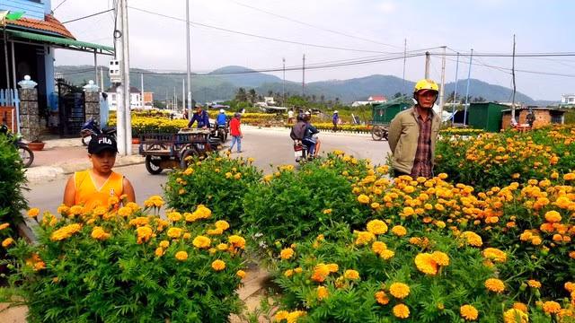 Chợ hoa vạn thọ ở quê. ẢNH: TRẦN CAO DUYÊN