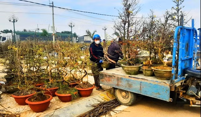 Mai kiểng từ TX.An Nhơn được tiêu thụ khắp cả nước