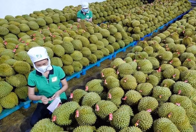 gia-sau-rieng.jpg