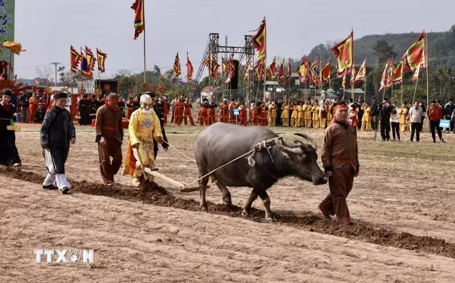 Ông Nguyễn Ngọc An (75 tuổi, trú tại xã Tiên Sơn, thị xã Duy Tiên, tỉnh Hà Nam) “vào vai” nhà vua Lê Đại Hành xuống đồng cày ruộng đầu năm với bà con. (Ảnh: Trần Việt/TTXVN)