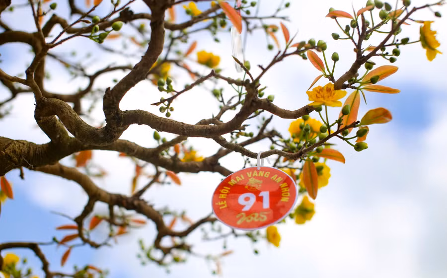 Quảng trường Trung tâm văn hóa thị xã An Nhơn là nơi trưng bày, quảng bá những tác phẩm mai vàng đến công chúng. Ảnh: Trương Định