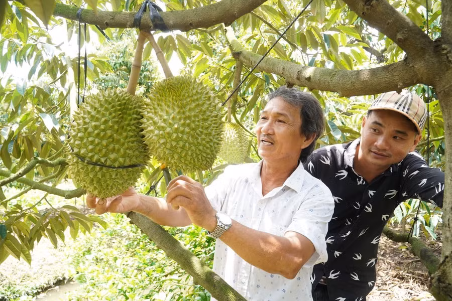 Nông dân miền Tây cần đầu tư bài bản để giảm giá thành sản xuất sầu riêng