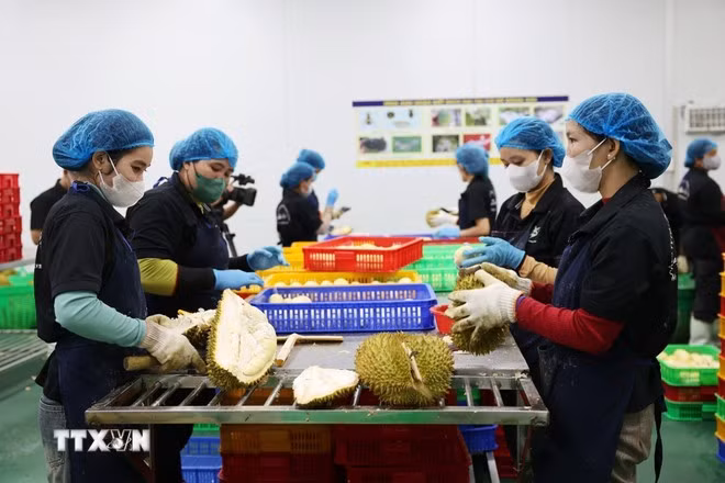 Những sản phẩm nông sản của khu vực Tây Nguyên sẽ thuận lợi hơn khi vươn xa ra các thị trường quốc tế trong thời gian tới. (Ảnh: TTXVN)