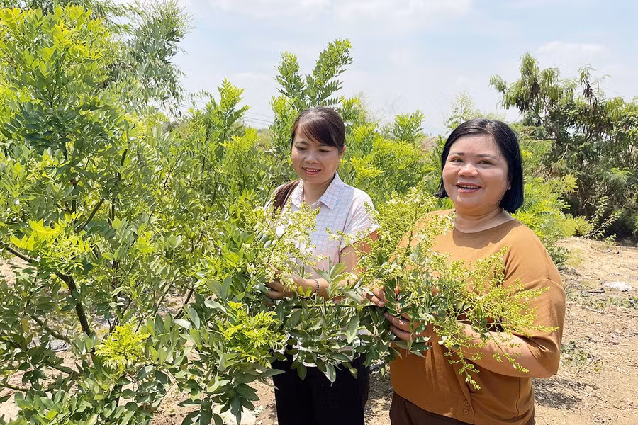 1-chi-bui-thi-tuyet-nhung-bia-phai-thon-ia-ptau-xa-ia-sol-huyen-phu-thien-dan-khach-di-tham-quan-vuon-hoa-hoe-cua-gia-dinh-anh-vu-chi.jpg