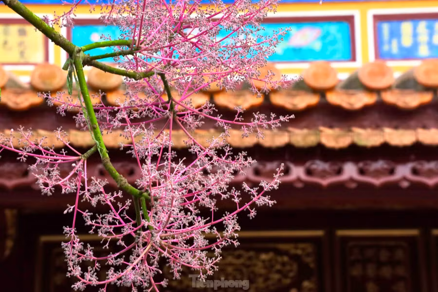 Ngô đồng, còn được gọi là cây thanh đồng, từ lâu đã là loài cây nổi tiếng về sự trân quý, thanh tao, là một trong những hình ảnh biểu tượng đặc sắc trong nền văn hóa Á Đông. Đây không chỉ là một loài cây hiếm gặp mà còn thể hiện sự vương giả, được xem là biểu tượng thiêng liêng của triều đình.