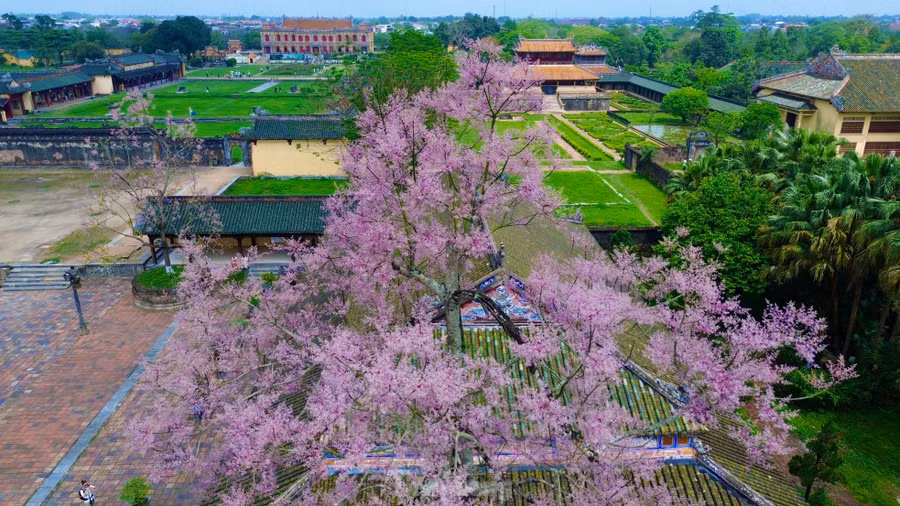 Sách Đại Nam nhất thống chí từng viết về cây ngô đồng: “Các tỉnh ven núi đều có. Đời Minh Mạng được đưa từ Quảng Đông đem về trồng ở hai bên góc điện Cần Chánh (Đại nội Huế - PV). Lại sai biền binh đem lá lên các núi để tìm khắp, tìm được, đem trồng ở các góc điện".