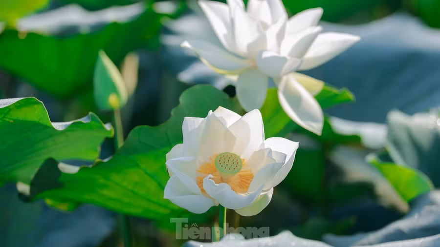 Nhiều người thích thú ngắm những bông hoa sen trắng muốt trong không khí trong lành của vùng ngoại ô.