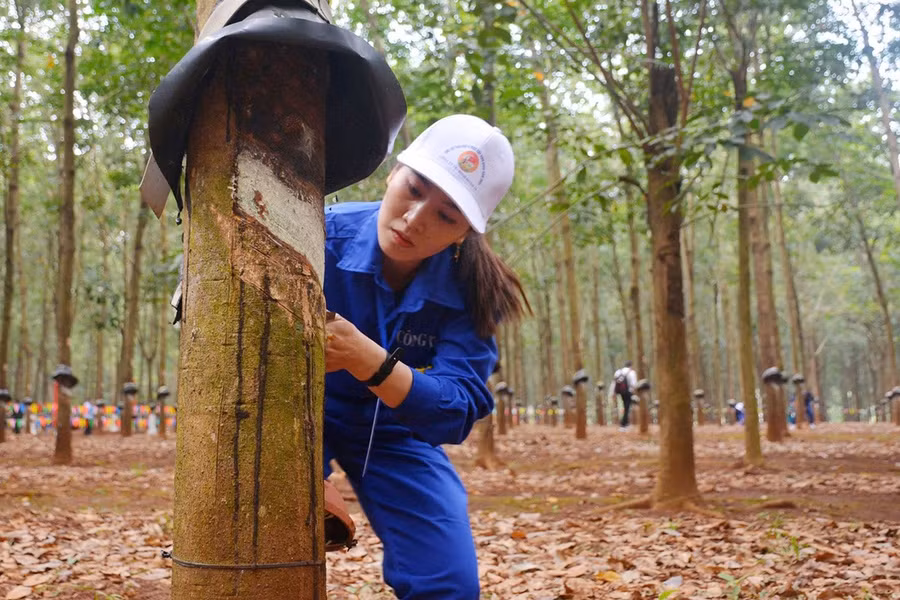tho-gioi-cong-ty-tnhh-mot-thanh-vien-74-thi-noi-dung-thuc-hanh.jpg