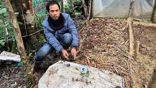 Nghi phạm trộm cắp 350 gốc sâm Ngọc Linh bị cơ quan công an bắt giữ. ẢNH: THIÊN ÂN