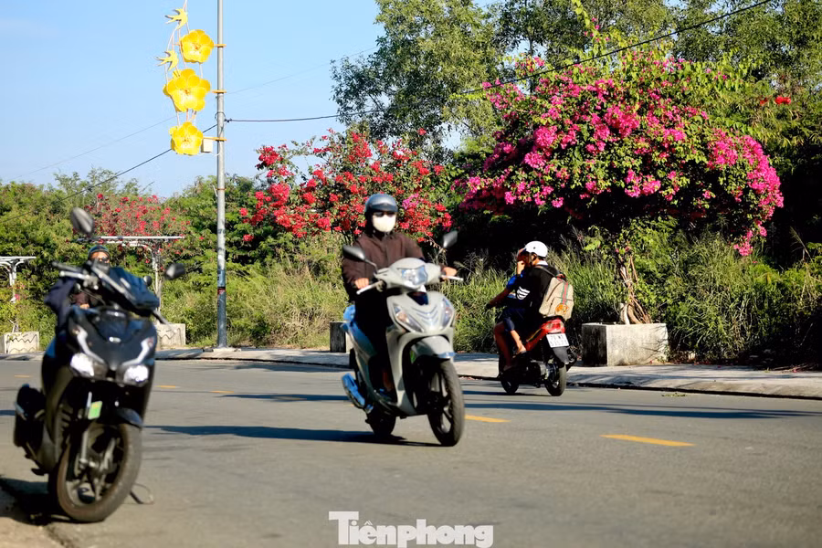 Không chỉ có ở xóm chài, hoa giấy dọc tuyến đường Võ Thị Sáu (phường Nam Nha Trang) cũng bắt đầu bung nở.