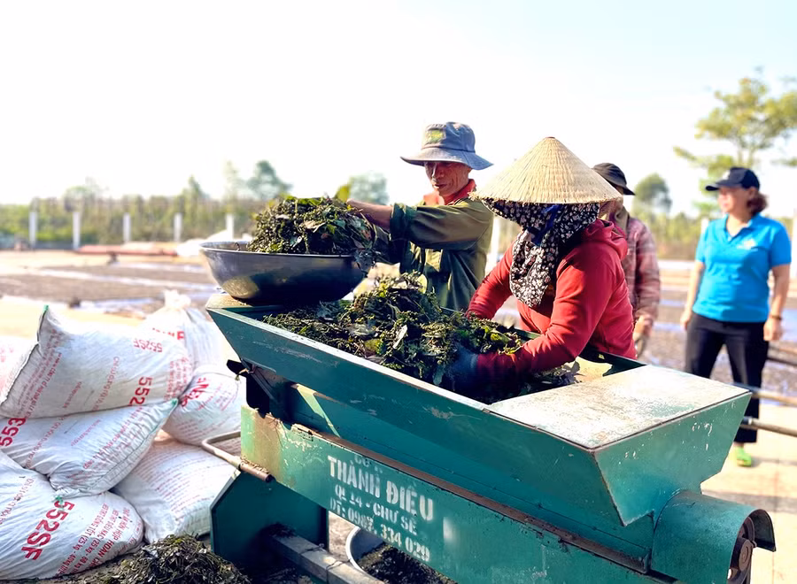 canh-bao-tinh-trang-ho-tieu-xuat-khau-bi-nhiem-chat-sudan-bg.jpg