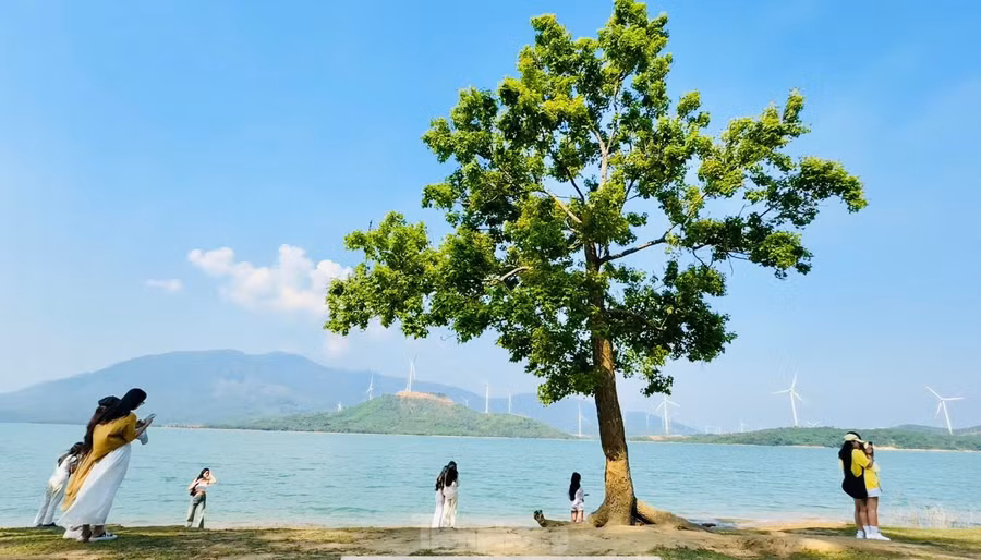 Không biết từ bao giờ, bên hồ Thuỷ điện Rào Quán (Hướng Tân, Hướng Hoá, Quảng Trị) xuất hiện một "cây cô đơn", vươn mình trong nắng và đón những ngọn gió mát lành thổi vào từ mặt nước mênh mông, được cho là thượng nguồn của sông Thạch Hãn.