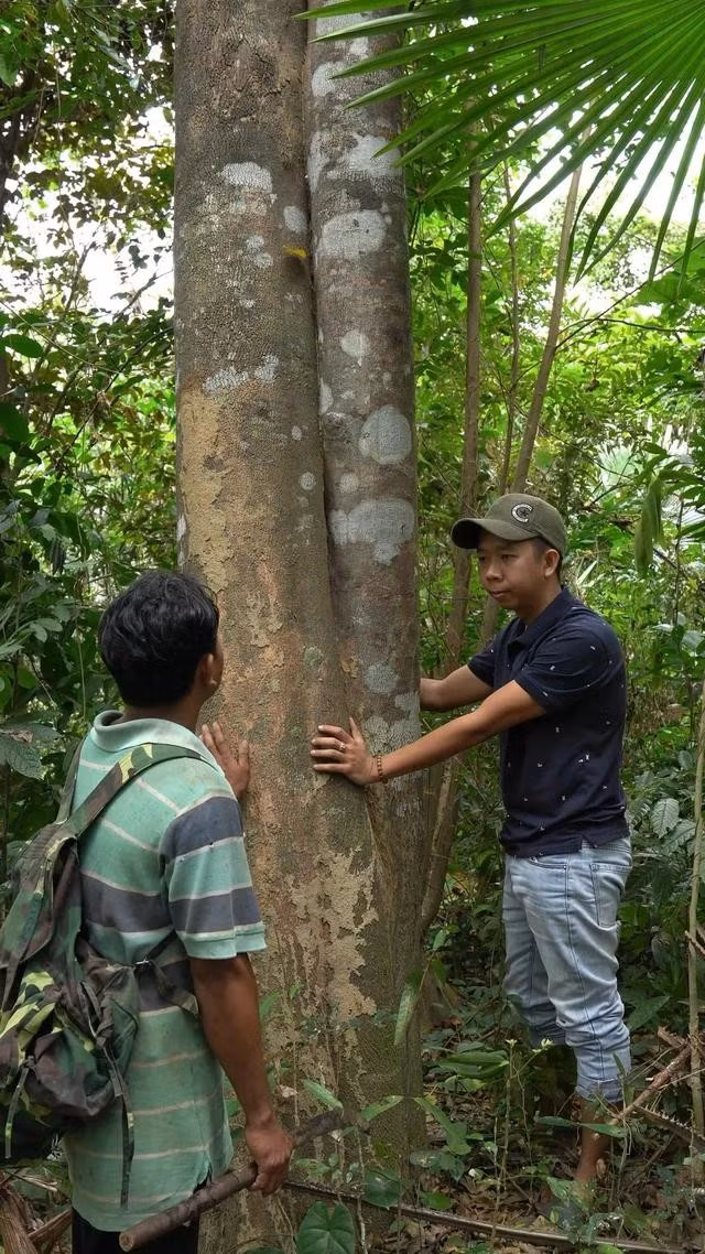 Cây dó khủng tại xã Đắk Pring, H.Nam Giang. ẢNH: QUANG VIÊN