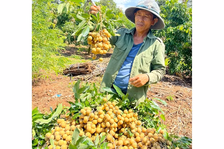 xay-dung-ma-so-vung-trong-de-xuat-khau-nhan-t6-bgdd.jpg