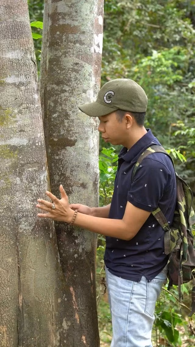 Cây dó khủng có hai nhánh, nhánh nào cũng rất to. ẢNH: QUANG VIÊN